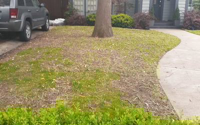 Photo of Jack P.'s yard after getting landscaping in Celeste, TX
