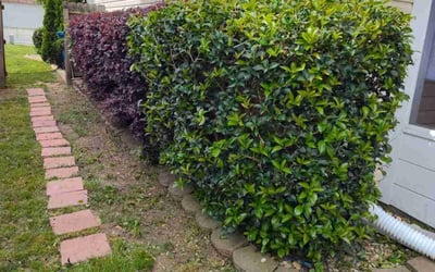 Photo of Renee J.'s yard after getting landscaping in Waco, GA