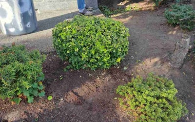 Photo of Mina S.'s yard after getting landscaping in Vashon, WA