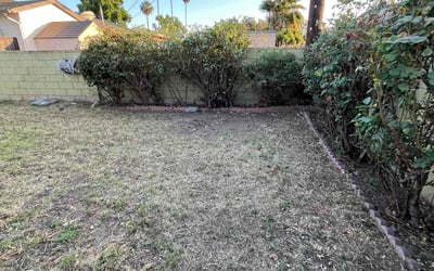Photo of Monique A.'s yard after getting tree care in Campbell, CA