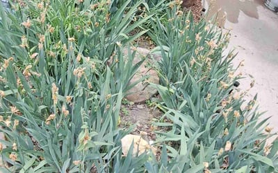 Photo of Patrick R.'s yard after getting landscaping in Wichita, KS