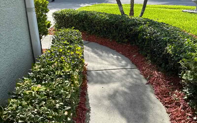 Photo of David K.'s yard after getting landscaping in Clearwater, FL