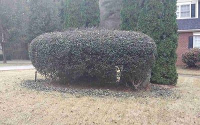 Photo of Sylvia H.'s yard after getting tree care in Canton, GA