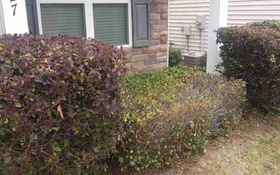 Photo of Janet B.'s yard after getting tree care in Mooresville, NC