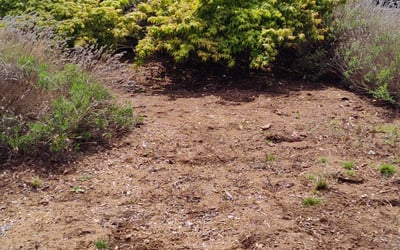Photo of Simeon J.'s yard after getting lawn care in Enumclaw, WA