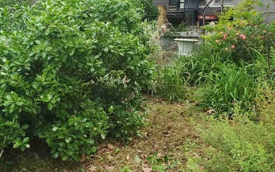 Photo of Michele B.'s yard after getting landscaping in Hot Springs National, AR