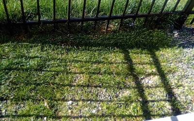 Photo of Scott S.'s yard after getting landscaping in Denver, CO