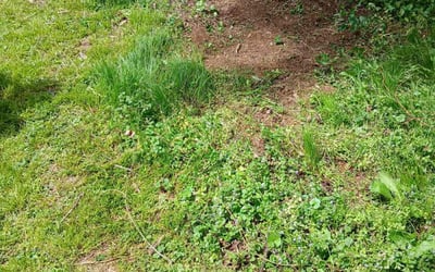 Photo of Brian A.'s yard after getting landscaping in Thompsons Station, TN