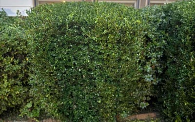 Photo of James A.'s yard after getting tree care in Huntsville, AL