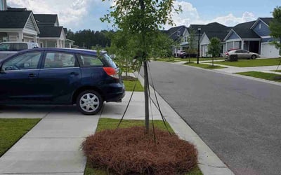 Photo of LaToya J.'s yard after getting tree care in Johns Island, SC