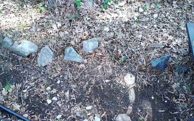 Photo of Kathy K.'s yard after getting landscaping in Concord, NC