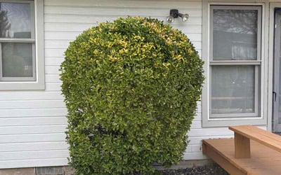 Photo of Sandra W.'s yard after getting landscaping in Emmett, ID