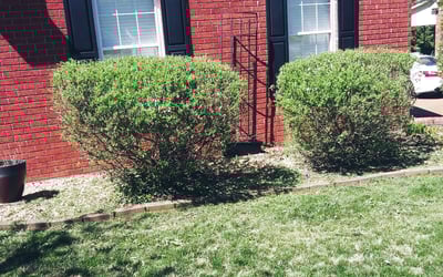 Photo of Brittany M.'s yard after getting landscaping in Westmoreland, TN