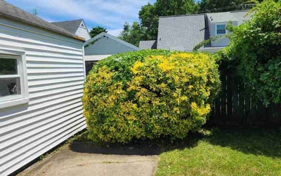 Photo of Matthew B.'s yard after getting landscaping in Norfolk, VA