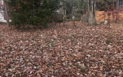 Photo of Charles H.'s yard after getting landscaping in Ranson, WV