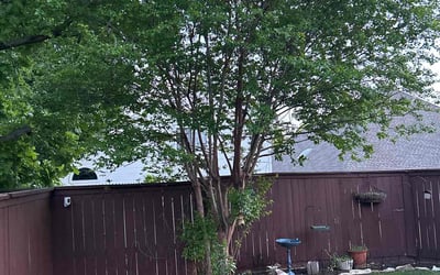 Photo of Jackie H.'s yard after getting landscaping in Sunnyvale, TX