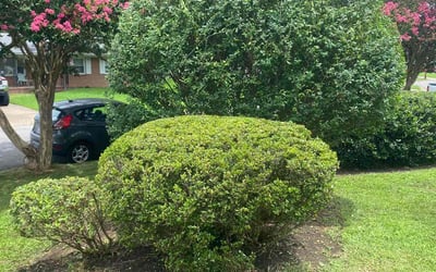 Photo of Rebecca A.'s yard after getting landscaping in Grandy, NC