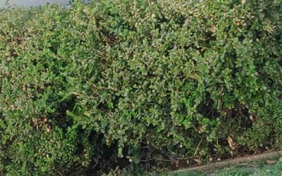 Photo of Chrystal W.'s yard after getting landscaping in Fresno, CA