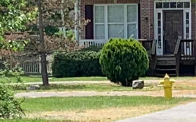 Photo of Jesse W.'s yard after getting tree care in Haymarket, VA