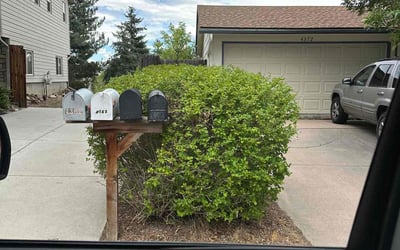 Photo of Tom H.'s yard after getting landscaping in Morrison, CO