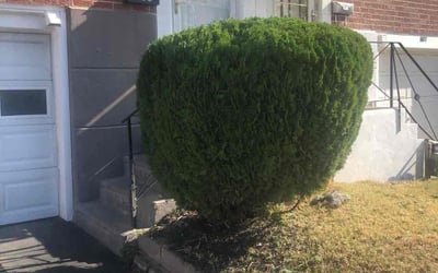 Photo of David O.'s yard after getting tree care in Broomall, PA