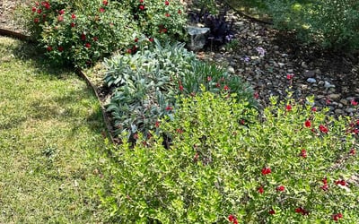 Photo of Paul S.'s yard after getting landscaping in Helotes, TX