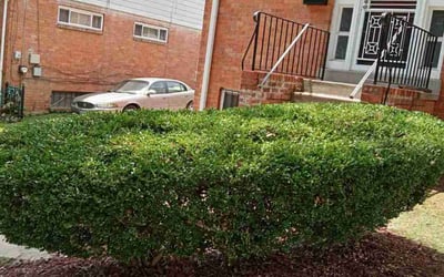Photo of Christia E.'s yard after getting landscaping in Cheltenham, MD