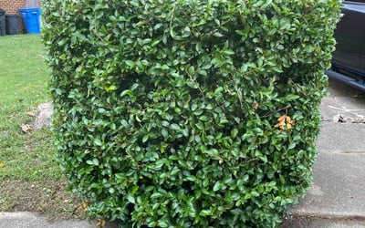 Photo of Mike P.'s yard after getting landscaping in Lackey, VA