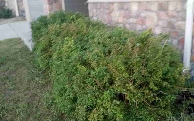 Photo of Nathan M.'s yard after getting landscaping in Elbert, CO