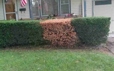 Photo of Keith B.'s yard after getting landscaping in Kansas City, MO