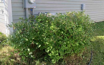 Photo of Sam T.'s yard after getting landscaping in Saint Clair Shores, MI