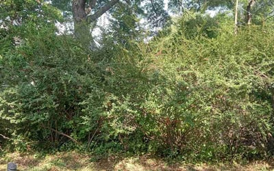 Photo of Emily K.'s yard after getting landscaping in Hardin, MO