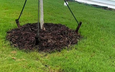 Photo of Susan H.'s yard after getting tree care in Raleigh, NC