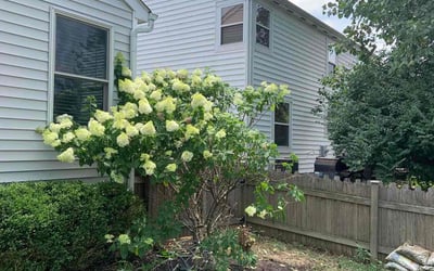 Photo of Ryan B.'s yard after getting landscaping in Brice, OH