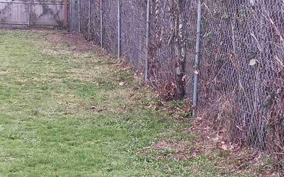 Photo of Kathy B.'s yard after getting landscaping in Corvallis, OR