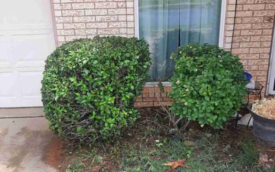 Photo of Carol H.'s yard after getting landscaping in Fabens, TX