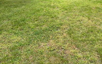 Photo of Ben M.'s yard after getting landscaping in Jarratt, VA