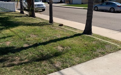 Photo of Sean C.'s yard after getting tree care in San Diego, CA