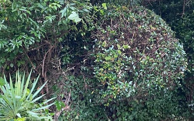 Photo of Nathaniel C.'s yard after getting landscaping in Buchanan, GA