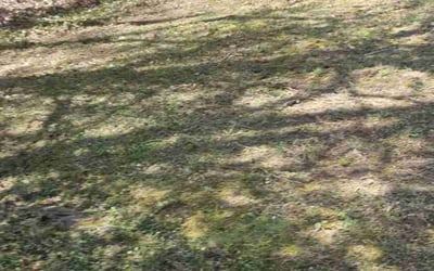 Photo of Eric S.'s yard after getting landscaping in Fort Washington, MD