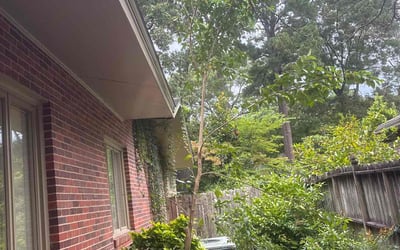 Photo of Stephanie M.'s yard after getting tree care in Garner, NC