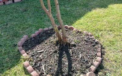 Photo of Michael B.'s yard after getting tree care in Carrollton, TX
