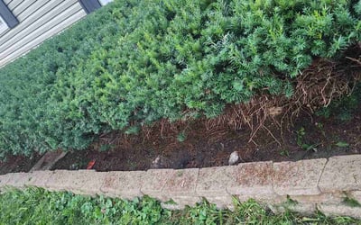 Photo of Jim D.'s yard after getting tree care in Rockford, IL