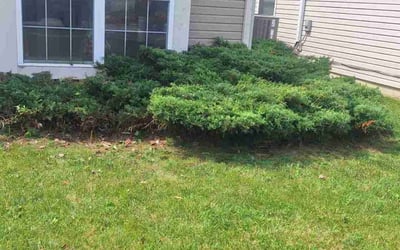 Photo of Lisa S.'s yard after getting landscaping in Indianapolis, IN