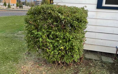 Photo of Ardis N.'s yard after getting landscaping in Colville, WA