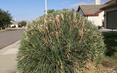 Photo of Sonja N.'s yard after getting tree care in San Jose, CA