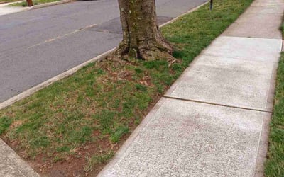 Photo of Edward F.'s yard after getting landscaping in Astoria, NY