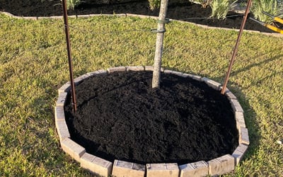 Photo of Mark W.'s yard after getting landscaping in Dobbin, TX