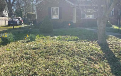 Photo of Elizabeth S.'s yard after getting landscaping in Ware Neck, VA