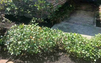 Photo of Jessica F.'s yard after getting landscaping in Houston, TX